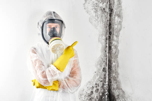 Best Basement Mold Removal  in Manatee Road, FL